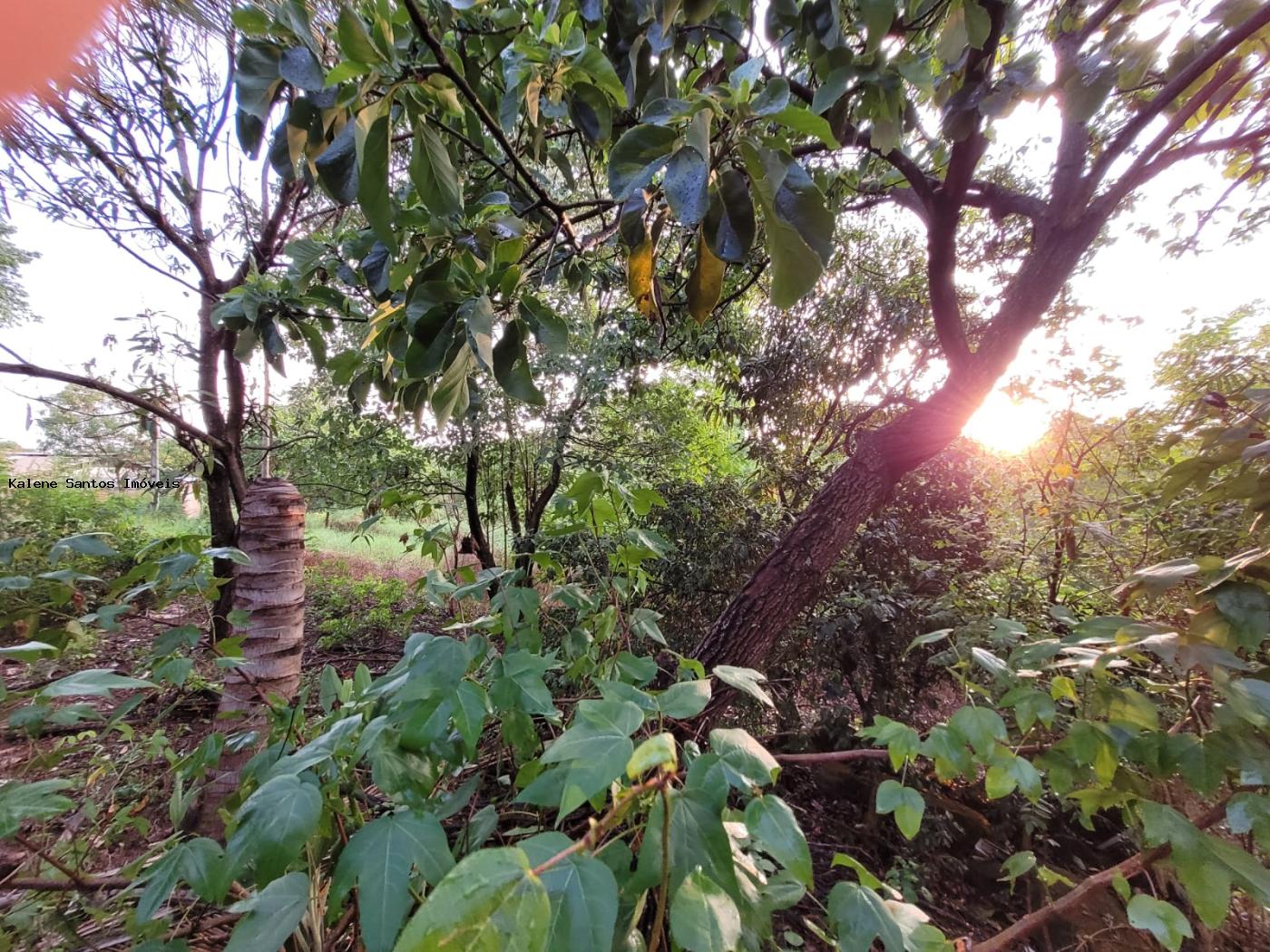 Chácara à venda, 2000m² - Foto 6